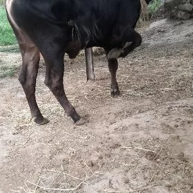 öküz