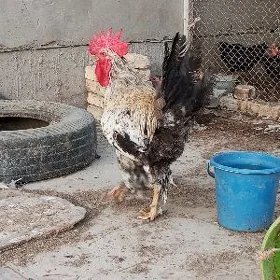 Horaz