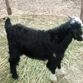 çebiş