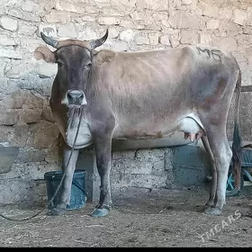 Gòleli sygyr