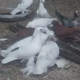 kepderi