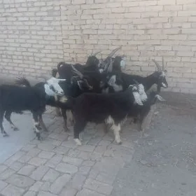 geçi we owlak