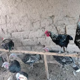 horaz