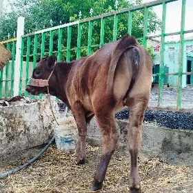 arassa Gibrit tuwe sygyr