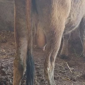 sagymlyk sygyr