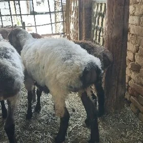 Işşek