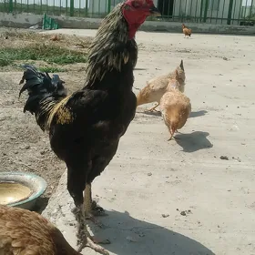 boyes horaz