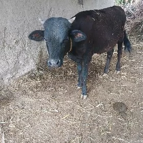 öküzçe