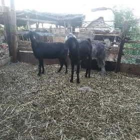 serkeler we geçi