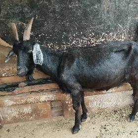 Geçi