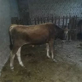 öküz