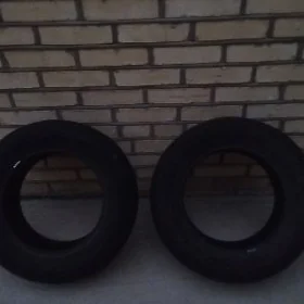 14 tigir