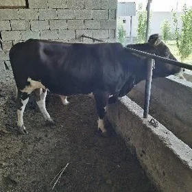 bakylan okuz