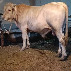 arginal şarolet kanatka okuz