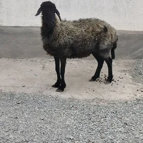 ene goýunene goýun