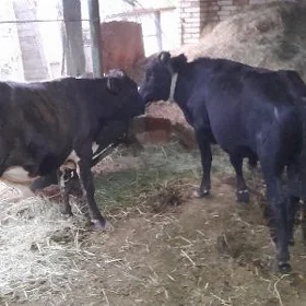 öküzceler