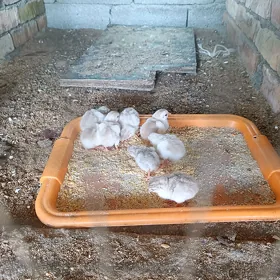 AK sisarka kakilik juyje