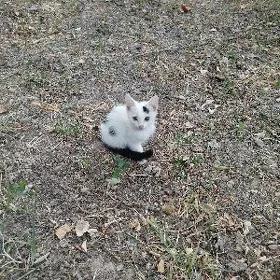 pişik кошка