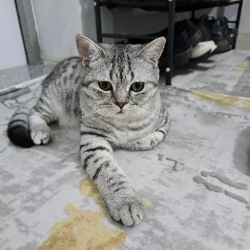 pisik
