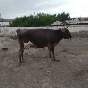 sygyr
