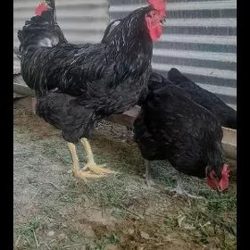 Jersiy gigant towuk