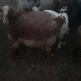 Guzly goyyn