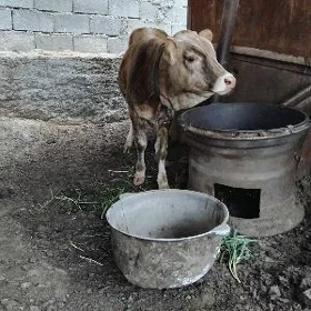 öküz