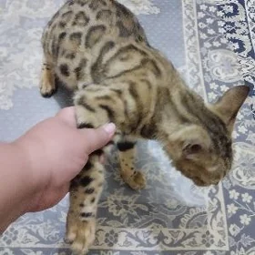 Pişik