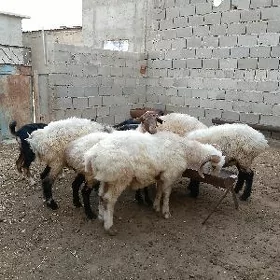goçlar we geçiler