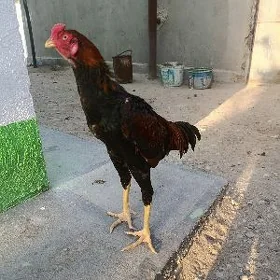 Taşkent horaz