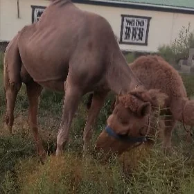 Köșekli düýe