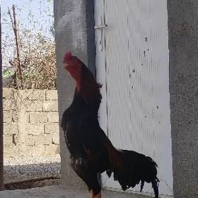 Taşkent