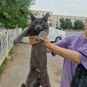 Русско голубой