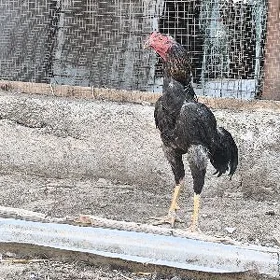 bayes horaz