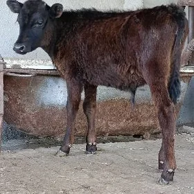 cornypiostr tohum okuzce