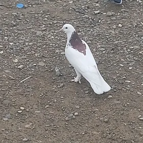Kepderi