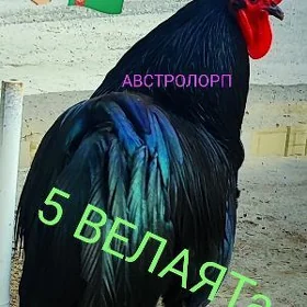 АВСТРОЛОРП