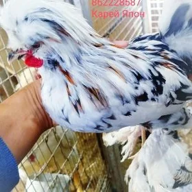 Японский о ШАМО АВСРОЛОРП