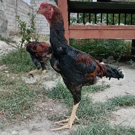 taşgent