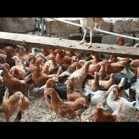 jeje 5ay bolan