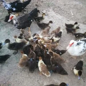 Ýaşylbaş ördek jüjesi