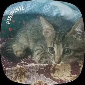 Oğlan pişijek мальчик кошка