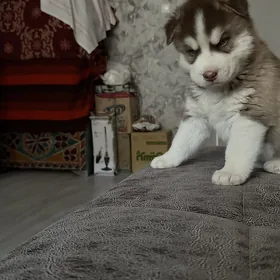 Сибирский Хаски