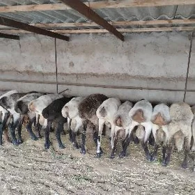 bakylan mallar