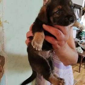 щенки