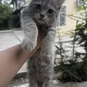 кот маленький