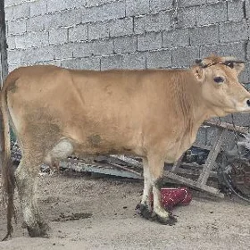 Sygyr Gysyr