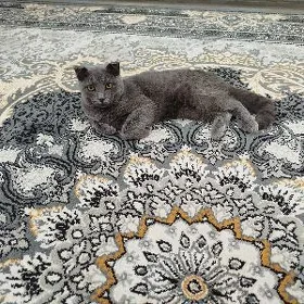 satlyk pişik