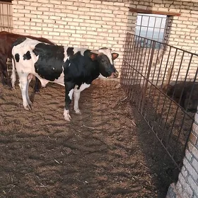 GİBİRİT Meydan öküz