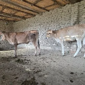 Gulajyn mal